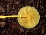 Leucocoprinus brunneoluteus image