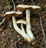 Homophron spadiceum image