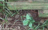 Lycogala epidendrum image