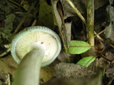 Clitocybe odora image