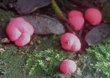 Lycogala epidendrum image