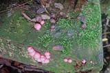 Lycogala epidendrum image