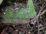 Lycogala epidendrum image