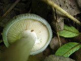 Clitocybe odora image