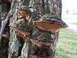 Phellinus igniarius image