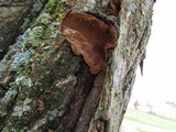 Phellinus igniarius image