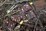 Lycogala epidendrum image