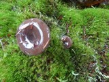Lactarius pseudomucidus image