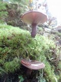 Lactarius pseudomucidus image