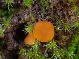 Inermisia gyalectoides image