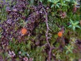 Inermisia gyalectoides image