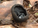 Pseudoplectania nigrella image