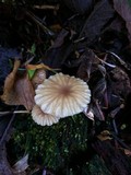 Lichenomphalia umbellifera image