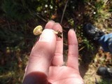 Lichenomphalia umbellifera image