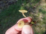 Lichenomphalia umbellifera image
