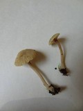 Lichenomphalia umbellifera image