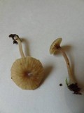 Lichenomphalia umbellifera image