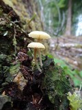 Lichenomphalia umbellifera image