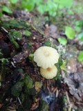 Lichenomphalia umbellifera image