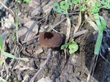 Otidea bufonia image
