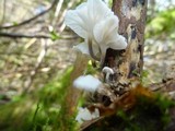 Hemimycena candida image