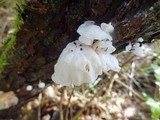 Hemimycena candida image
