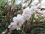 Hemimycena candida image