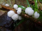 Hemimycena candida image