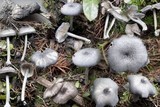 Entoloma mougeotii image