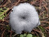 Entoloma mougeotii image