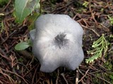 Entoloma mougeotii image