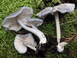 Entoloma mougeotii image