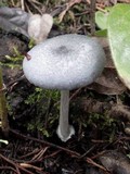 Entoloma mougeotii image