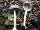 Entoloma mougeotii image