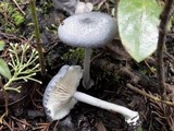 Entoloma mougeotii image