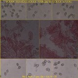 Entoloma mougeotii image