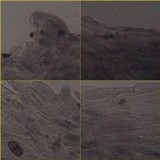Entoloma mougeotii image