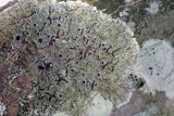 Hyperphyscia syncolla image