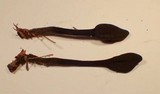 Trichoglossum hirsutum image