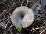 Entoloma mougeotii image