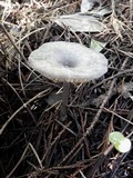 Entoloma mougeotii image