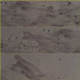 Entoloma mougeotii image