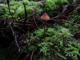 Mycena sanguinolenta image
