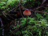 Mycena sanguinolenta image