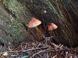 Mycena sanguinolenta image