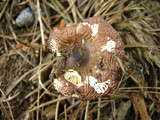 Russula fragilis image