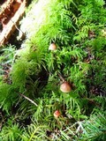 Mycena sanguinolenta image