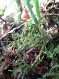 Mycena sanguinolenta image