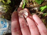 Mycena sanguinolenta image