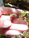 Mycena sanguinolenta image